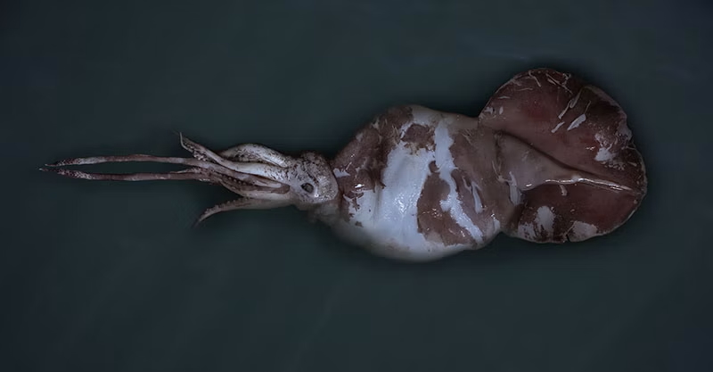 colossal-squid-