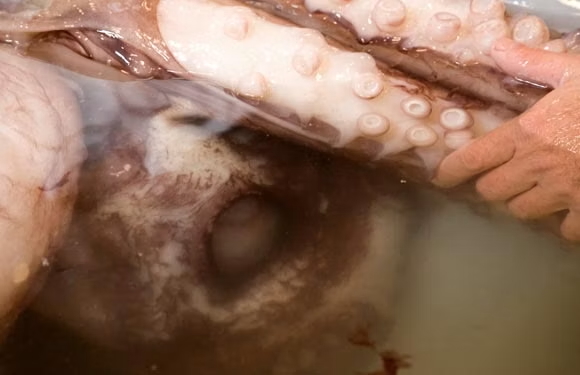 squid-eye