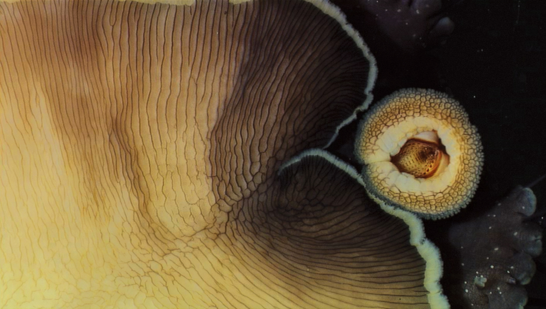 Abalone underside showing radula jpg Shape Of Life Abalone underside showing radula jpg Shape Of Life