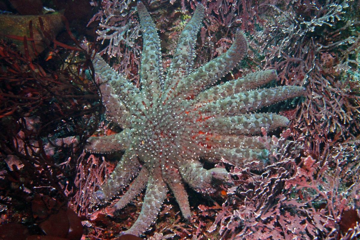 Sunflower Sea Star