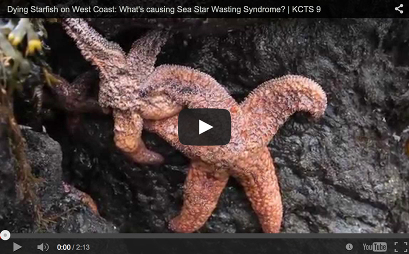 about echinoderms the shape