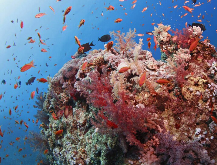 the Shape of Life | The Story of the Animal Kingdom