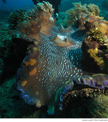 photo of a giant clam