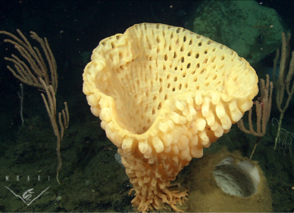 goiter sponge heterochone calyx the shape of life the story of the animal kingdom