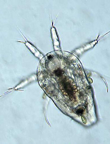 Nauplii Larvae The Shape Of Life The Story Of The Animal Kingdom