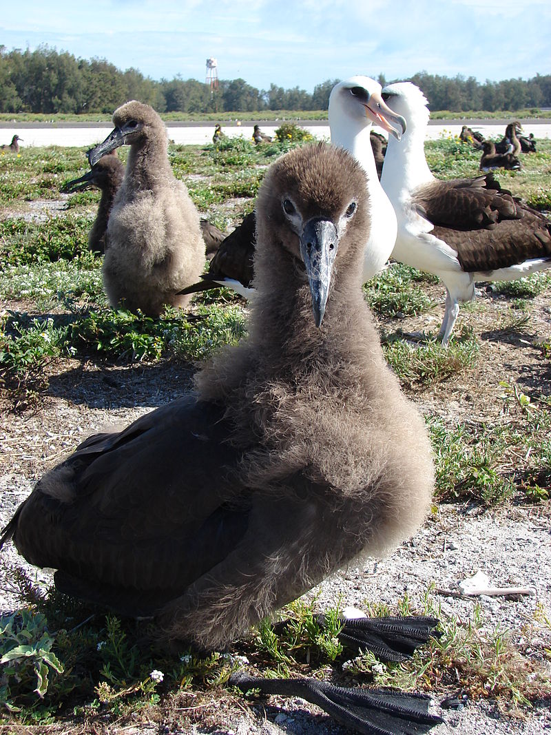 Getting Hooked on Protecting the Albatross