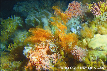 photo of deep coral