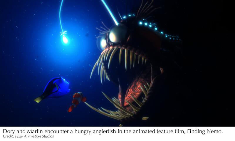 Anglerfish  Shape of Life