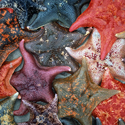 Photo of starfish