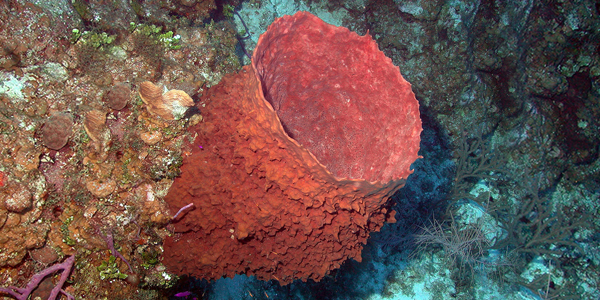 photo of a barrel sponge