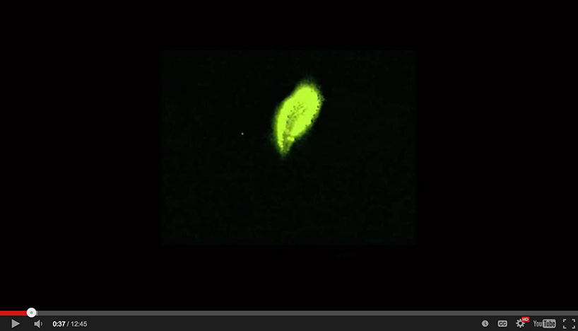 screenshot of a bioluminescence video