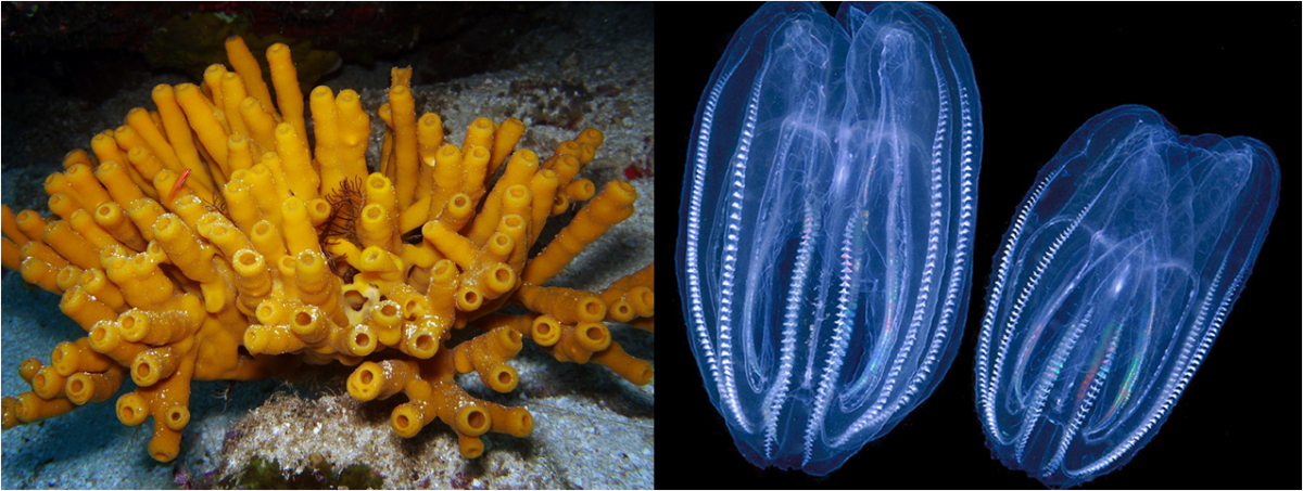 A marine mystery: finding the link between climate change and sea sponge  loss