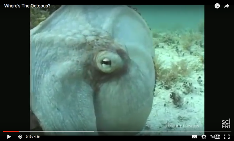 screenshot of a video about cephalopods