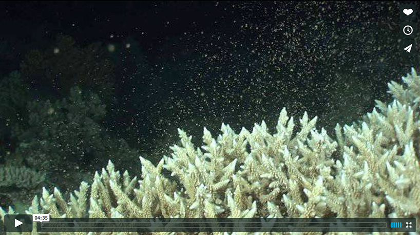 screenshot of a video about coral spawning