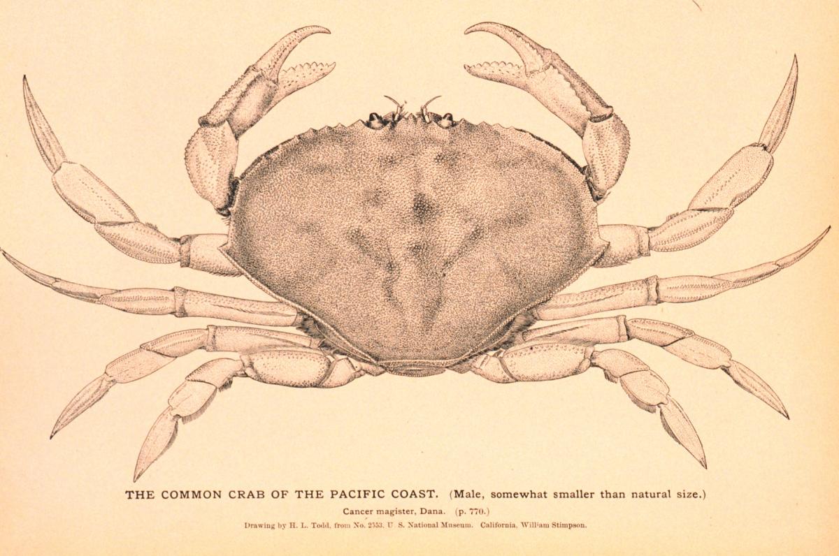 drawing of a crab