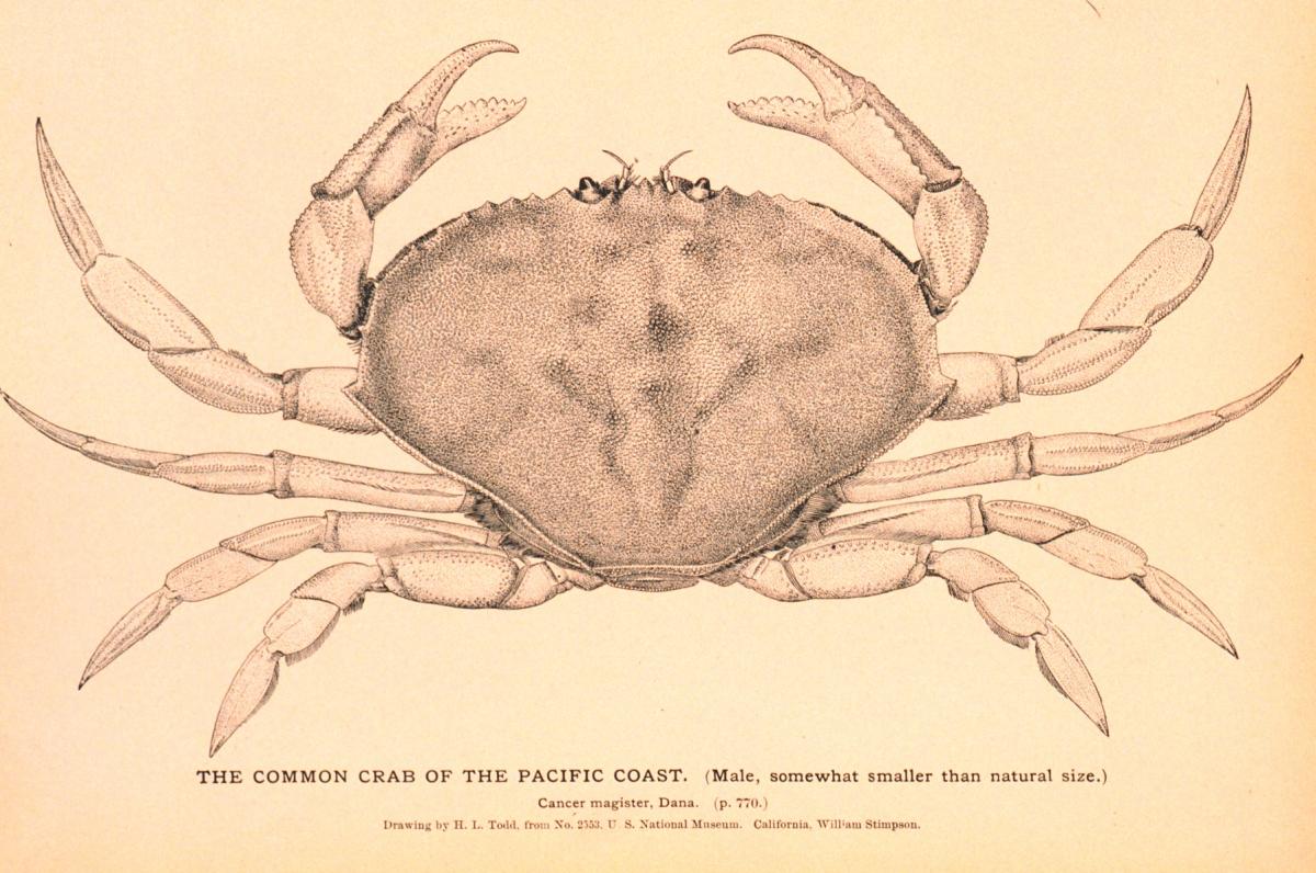 2024 Dungeness Crab Season, Brainfood Blog