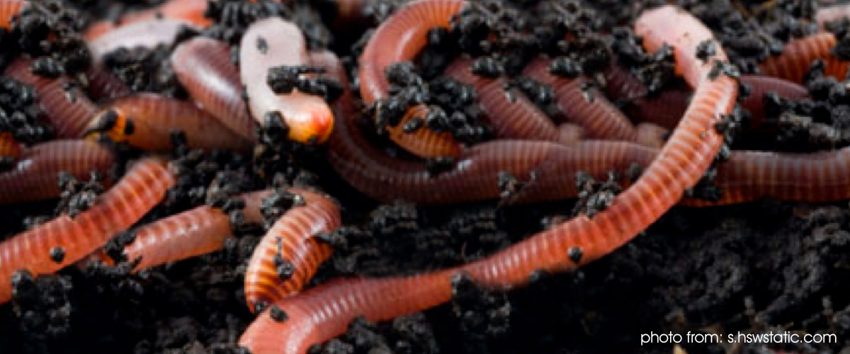 photo of earthworms