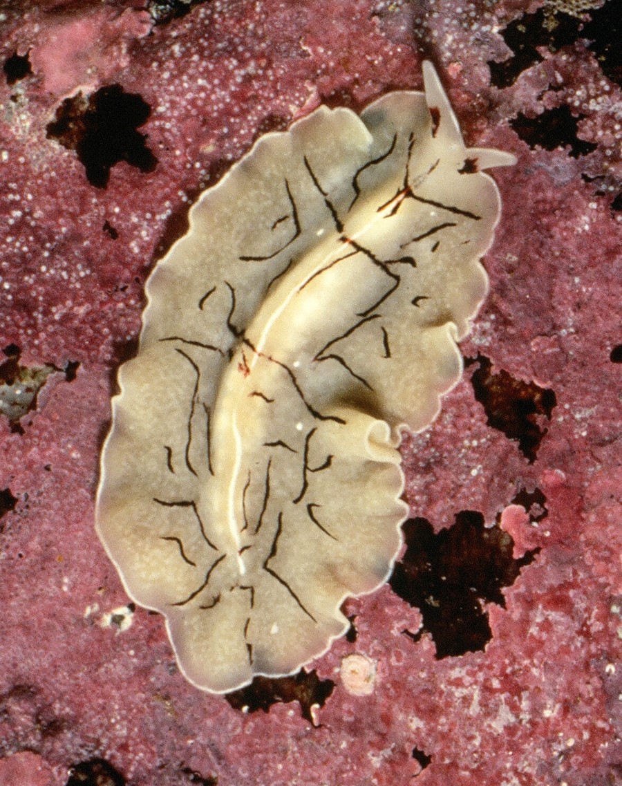 Flatworms: the Ultimate Hunter - FOR ONLINE LEARNING | the Shape of ...
