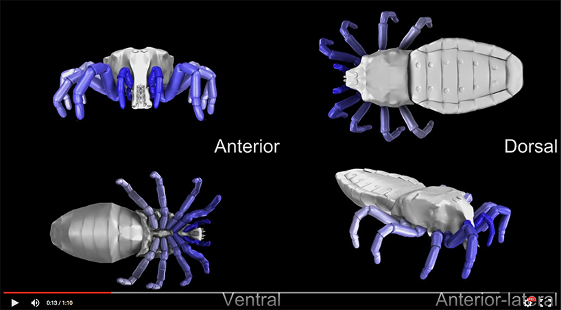 screenshot of fossil spiders modelling