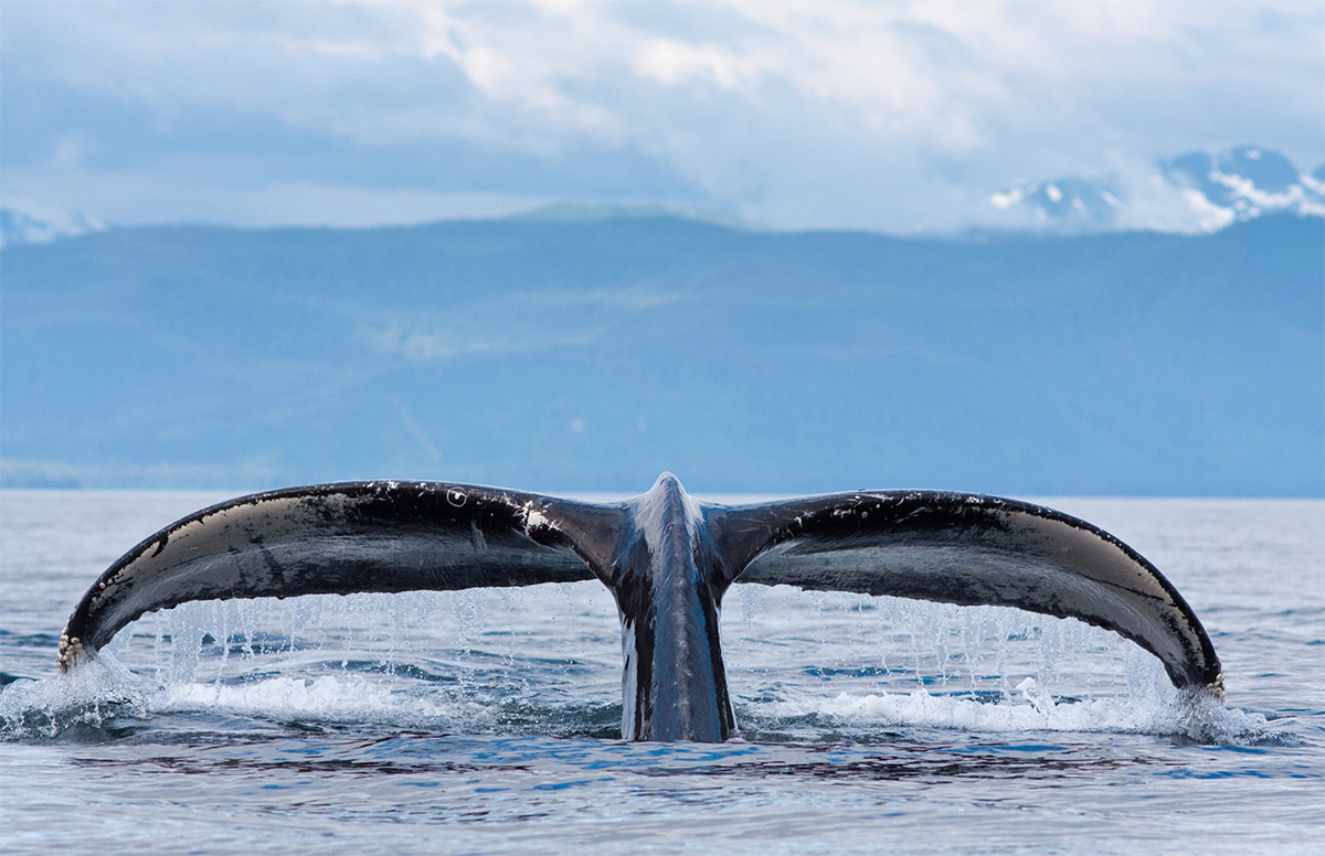 photo of a humpback whale tail fluke