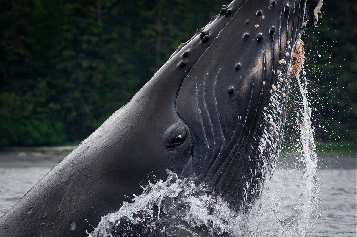 photo of a humpback whale feeding
