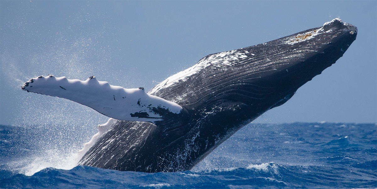 photo of a humpback whale breeching