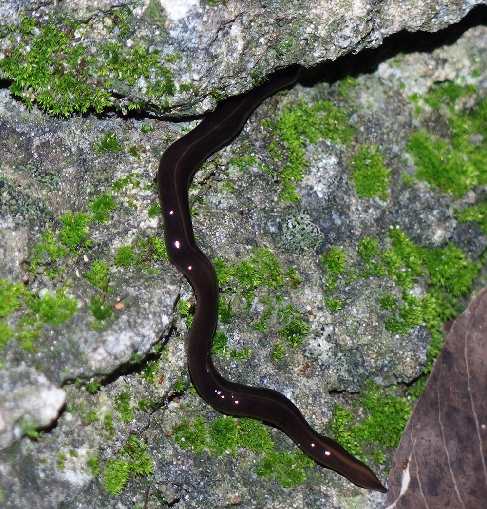 photo of New Guinea Flatworm