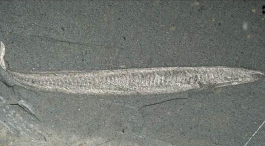 photo of a Pikaia fossil
