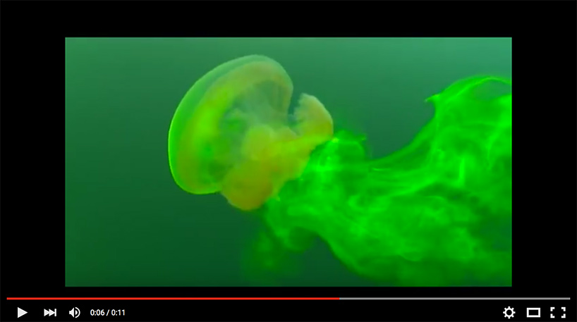 screenshot of jellyfish mixing video