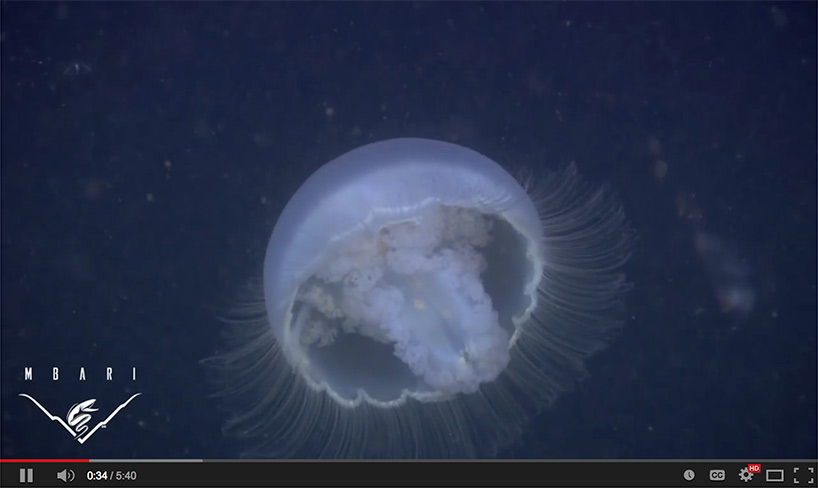 screenshot of jellyfish video