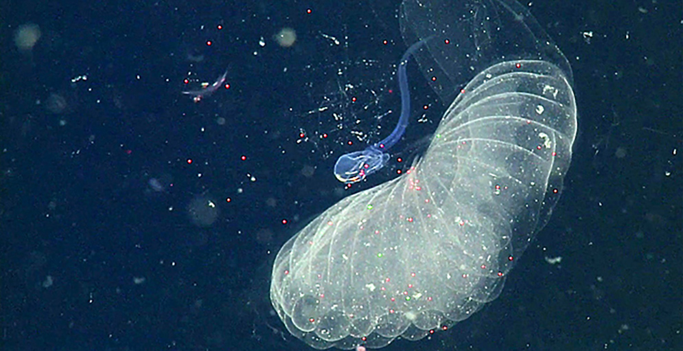 Аппендикулярии. Пластик в океане. Класс аппендикулярии. Микропластик в планктоне.