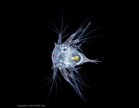 Nauplii Larvae The Shape Of Life The Story Of The Animal Kingdom