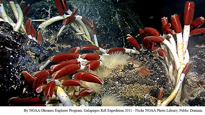 The Extreme Hydrothermal Vent Worm Shape of Life