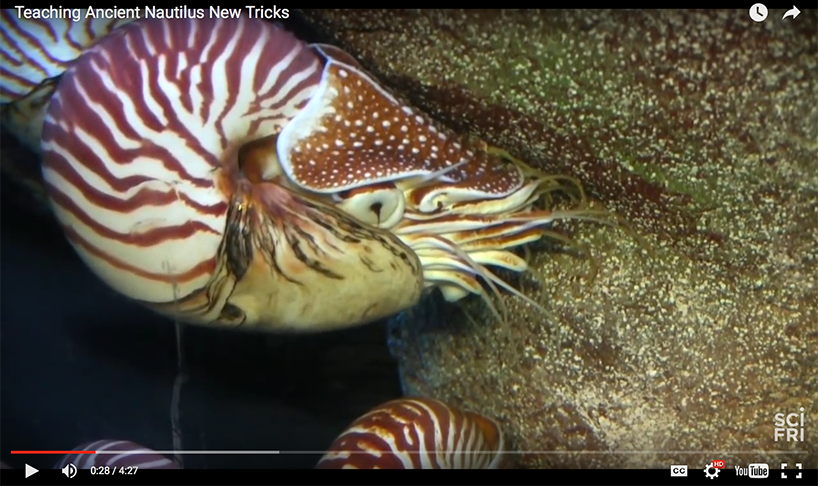 screenshot of a nautillus video