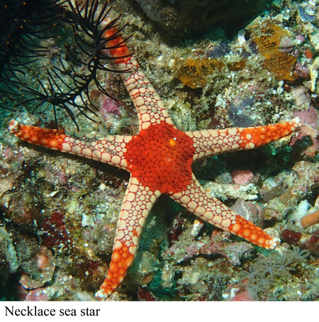starfish ring canal function