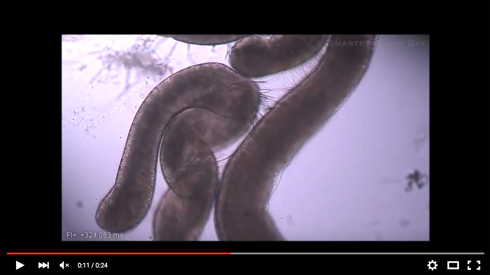 screenshot of Nematocysts Firing video