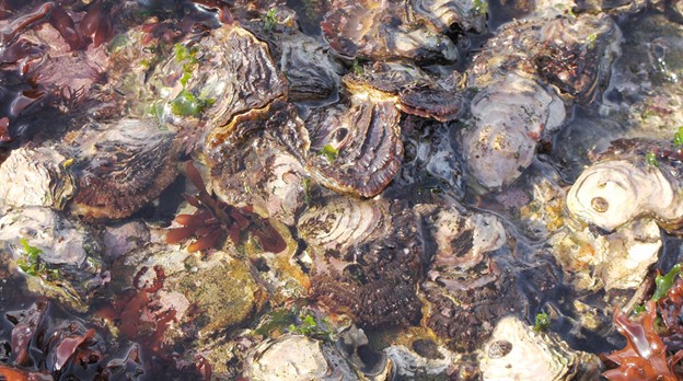 Oysters