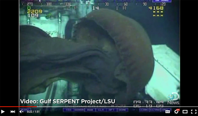 screenshot of a rare deep sea jellyfish video