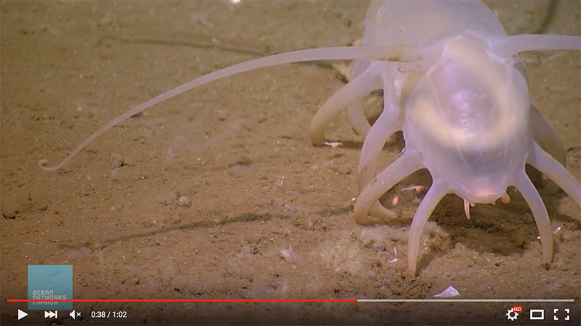 screen shot of a sea pig video