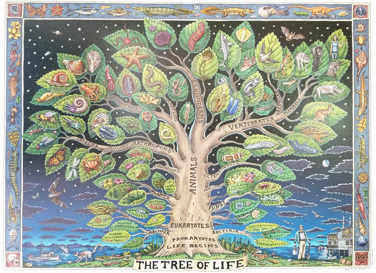 animal evolution tree