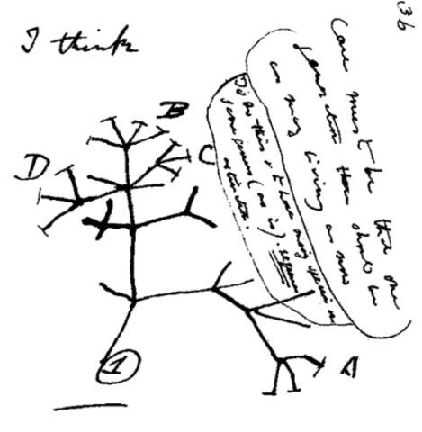 Darwins Tree