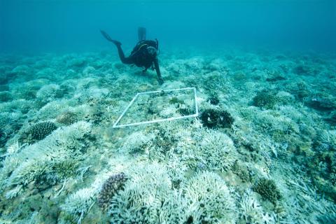 Bleached Coral with Diver