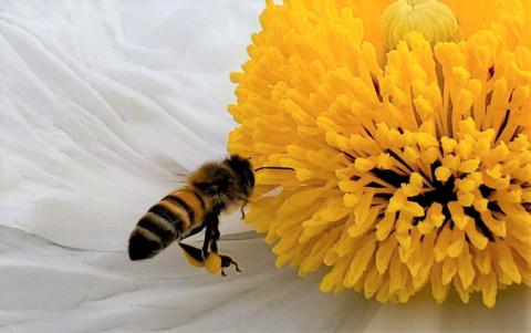 Bee with yellow flower