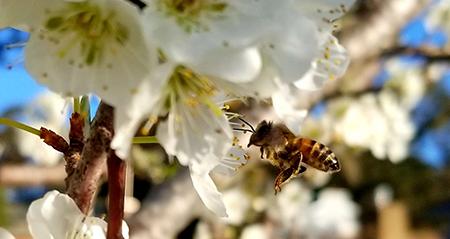 Honeybees in white flowers