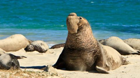 Elephant Seal on Beach