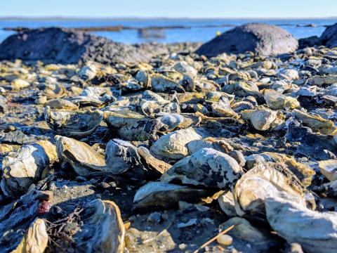 Dead bivalves