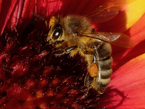 Closeup of bee in flower