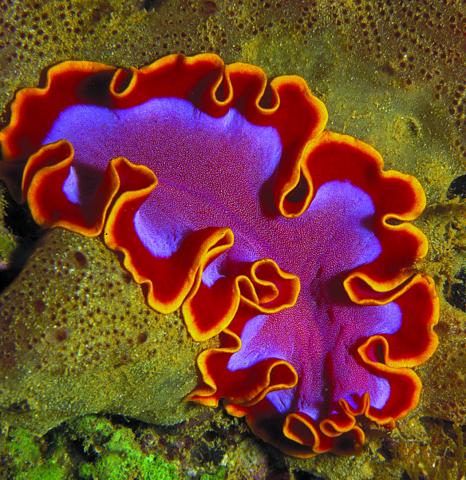 Red orange and pink flatworm