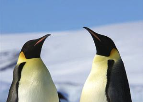 penguins