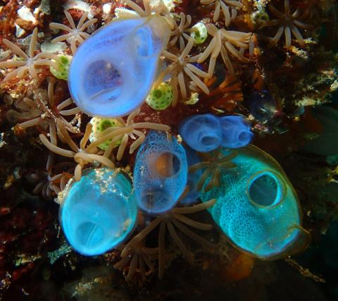 Blue Tunicates